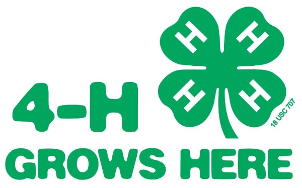 4-H Grows Here bumper sticker