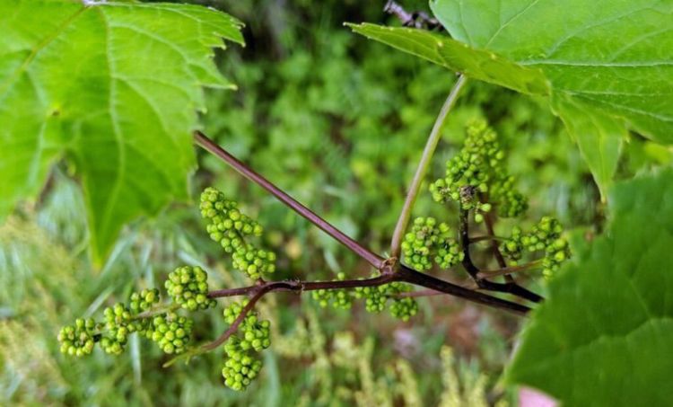 Wild grapes