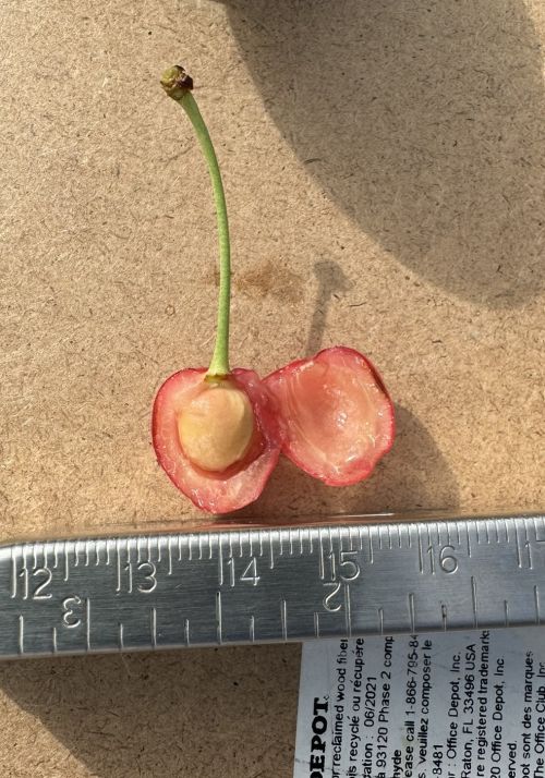 A cherry cut in half with a ruler below it.