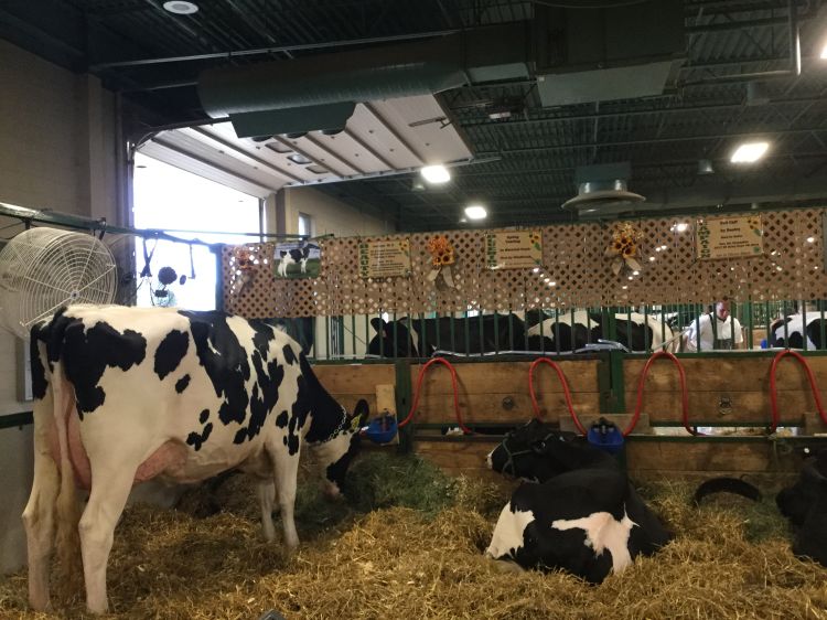 Fan blowing on cows in a pen in a barn.