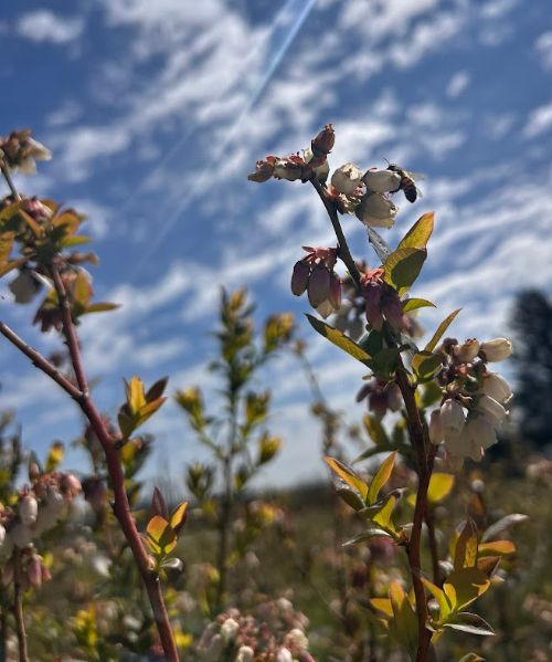 A honey bee pollinating a blueberry flower.