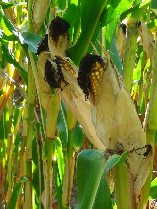 New technologies and practices retain crop nutrients and boost crop yields and farm profitability. (Photo taken by Timothy Harrigan)