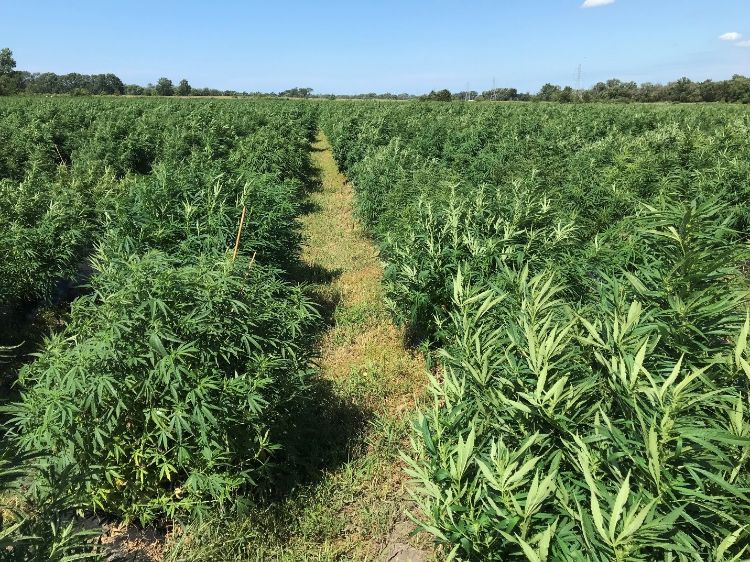 Hemp field