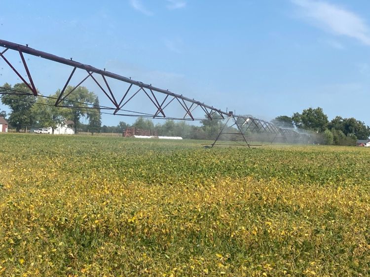 An irrigator spraying water over a soybean field.