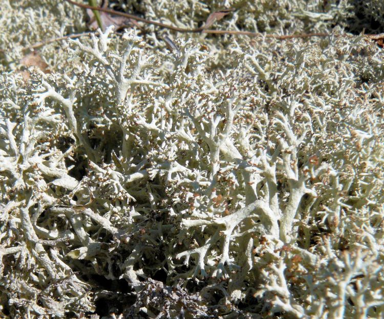 Fruticose “reindeer lichen”, common on northern dry sandy plains.