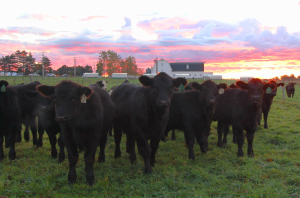 South Campus Animal Farms provides facilities to support MSU teaching, research, outreach missions