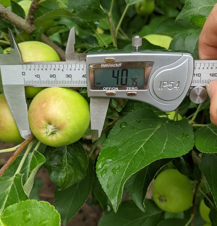 Measuring the size of an apple.