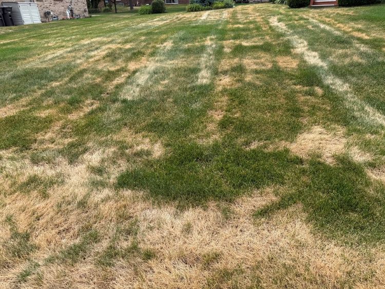 Lawn exhibiting irregular patches and streaks of bleached, straw-colored turf caused by Ascochyta leaf blight. Green grass remains interspersed among the affected areas, creating a mottled appearance across the lawn.