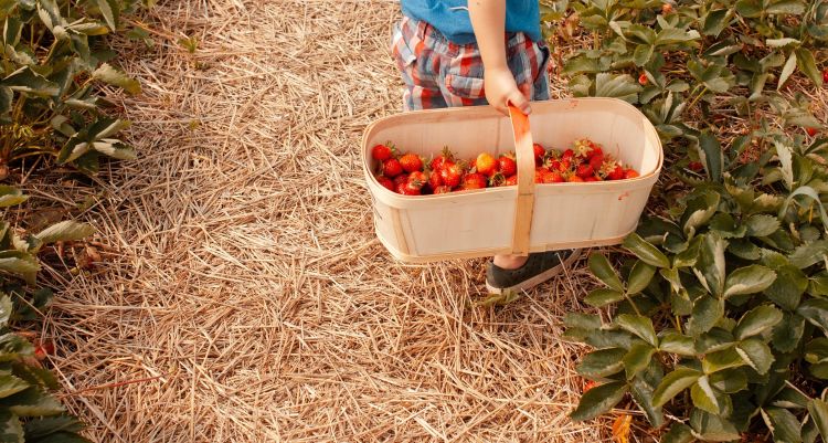 A photo of a child's hand holding a basket full of fresh picked strawberries.