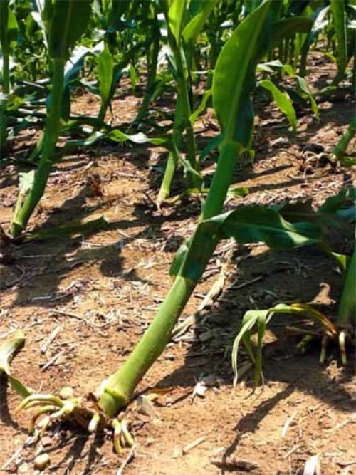 Root lodged corn (V6) approximately 33 hours after the storm. Photo credit: Katie Thelen