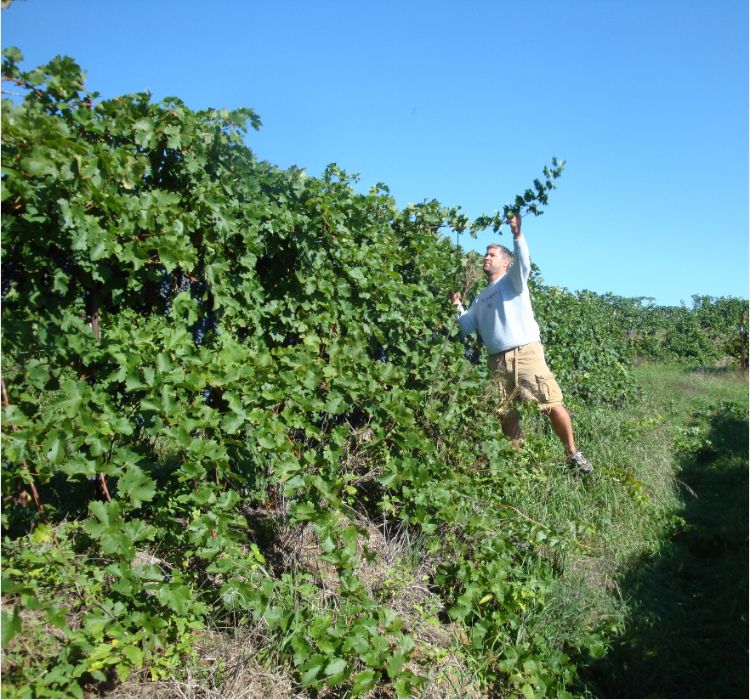 A person standing between rows of grapevines in a vineyard, reaching up to inspect or prune a vine. The vineyard is lush and green, with dense foliage on trellised vines under a clear blue sky.