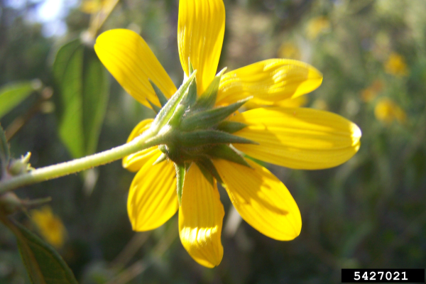 Paleleaf woodland sunflower