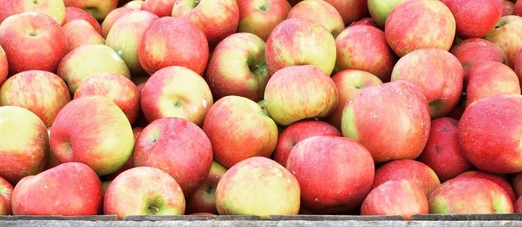 Apples in a bin.