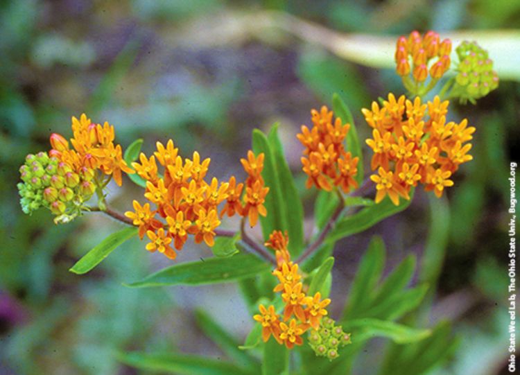 Butterfly milkweed.