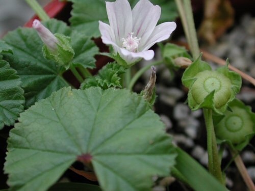  common mallow3.jpg 