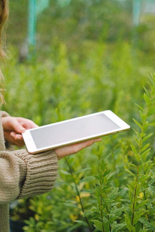 person holding phone in a field