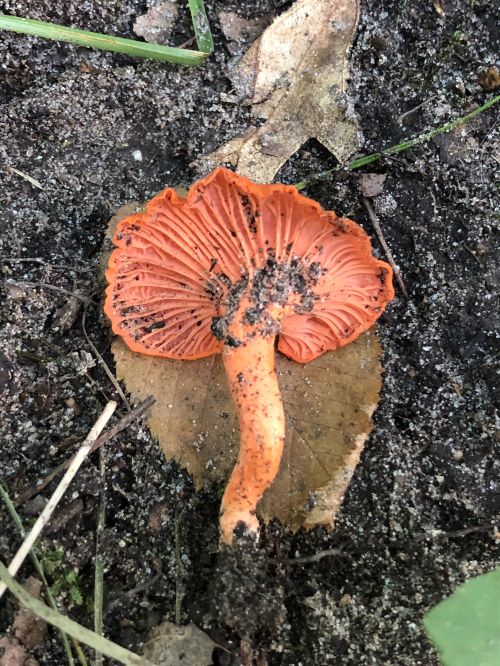 Mature C. cinnabarinus (left) and the characteristic false, decurrent gills (right).