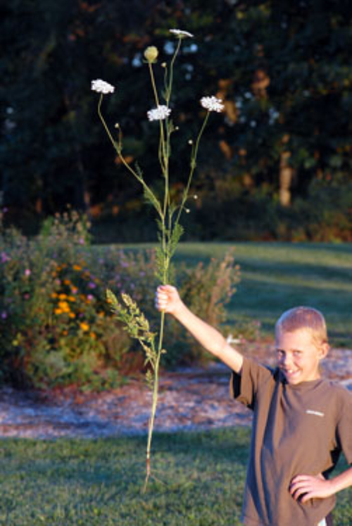  wild carrot8.jpg 