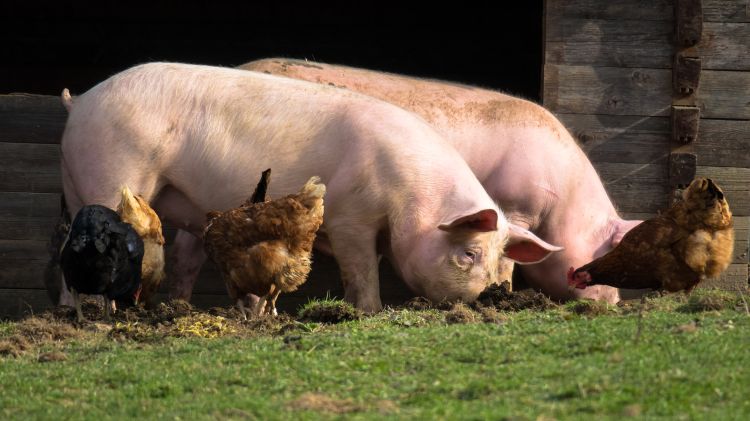 Two pigs grazing with some chickens.