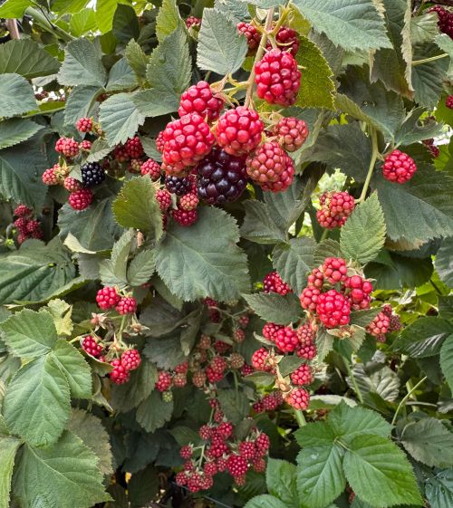 A bush of blackberries with varying stages of ripeness.