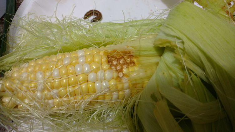 Some fishing corn, with perfectly edible kernels and fish bait in the background. Photo credit: Ben Phillips, MSU