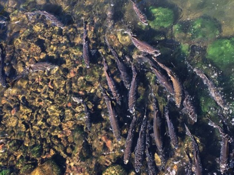 Coho salmon gather in shallow water during the fall run in the Platte River near Honor, Michigan.