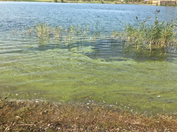 A harmful algal bloom in a Michigan lake appears as green substance floating on the water. Photo credit: Michigan EGLE