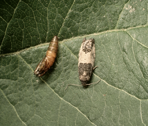 Puparium (left). Adult (right) has bluish-gray forewings with a central cream-colored band and black spots. 