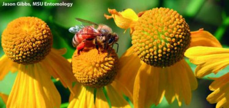 Western honey bee.