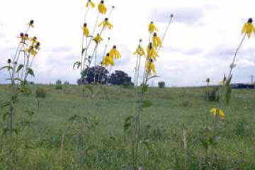 Pinnate prairie coneflower/Yellow coneflower