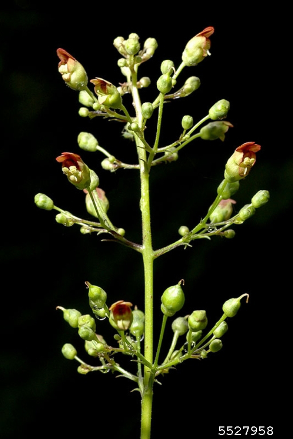 Late figwort, CarpenterÃ¢â‚¬â„¢s square