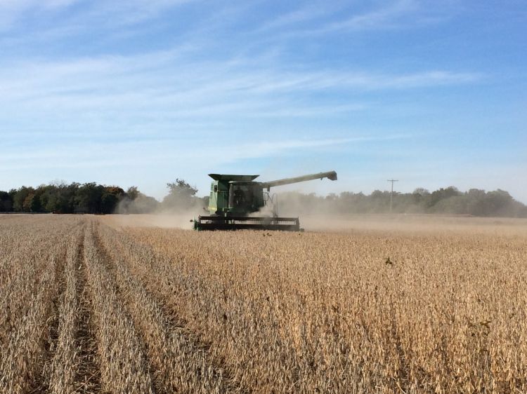 Combine harvesting wheat