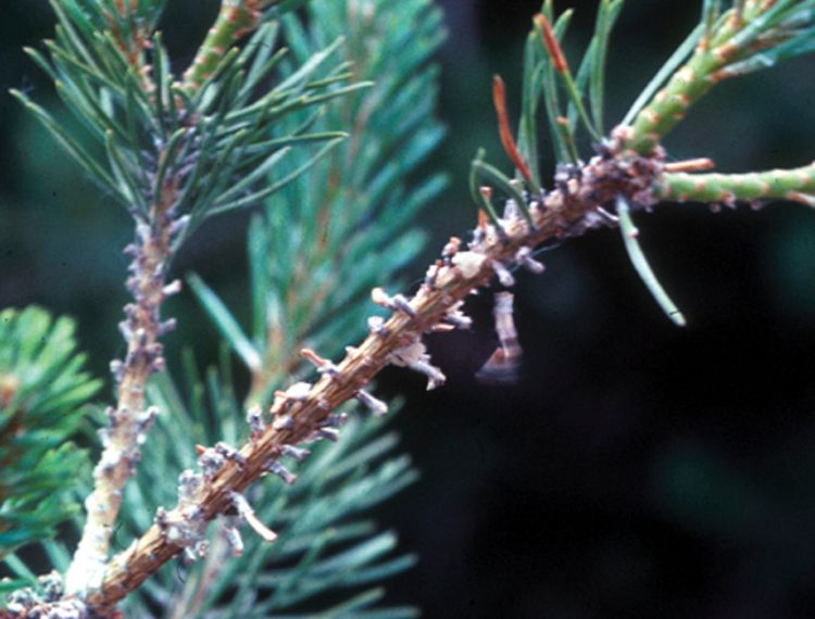 Missing second year needles associated with pine sawfly feeding. Photo: Diane Brown, MSU Extension