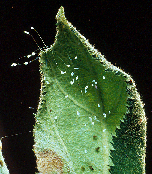 Chrysopidae eggs are whitish-green and deposited singly or grouped on thread-like stalks.