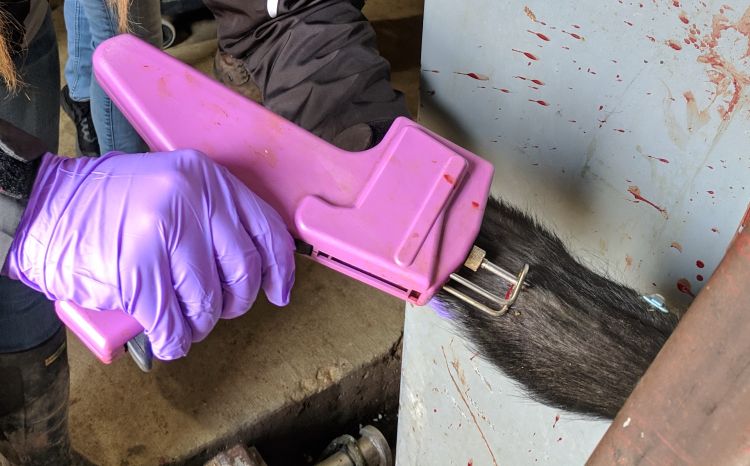 Administering an implant in the back of a beef calf’s ear.