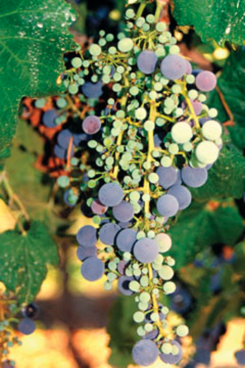  Small fruit clusters with poor fruit set. 