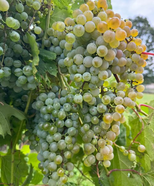 ‘Frontenac Blanc’ grapes hanging from a vine.