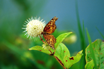 Buttonbush