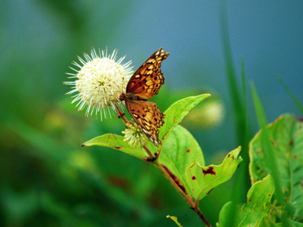 Buttonbush