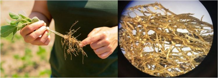 Soybean cyst nematode infected soybean seedling and magnified view of soybean roots