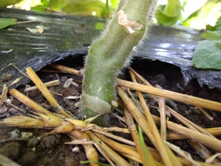 Grafted tomato, with scion developing a small adventitious root. Photo by Ben Phillips, MSU Extension.