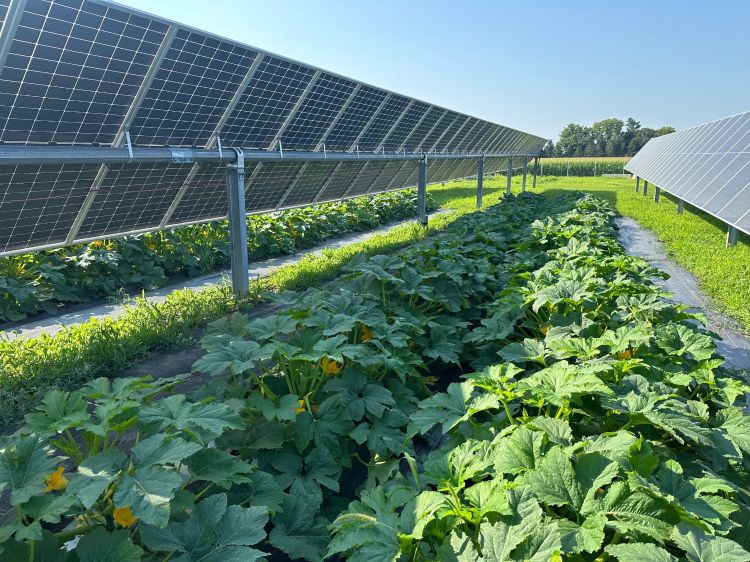 Rows of squash growing between and underneath rows of solar panels.