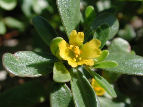  Common Purslane3.jpg 