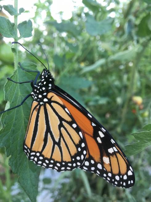 A monarch butterfly resting on a tomato plant.
