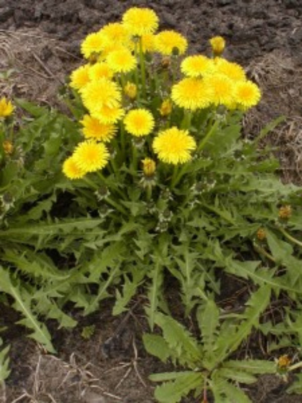 dandelion plant