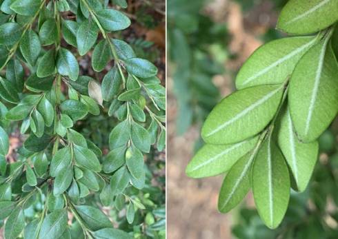 Boxwood