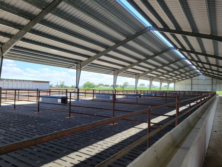 Covered beef cattle facility with slatted flooring fitted with rubber mats, divided pens with metal railings and open sides.