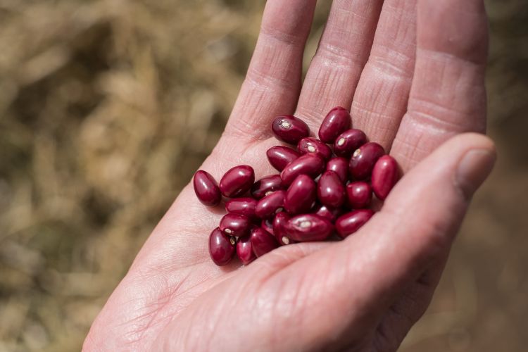 dry beans