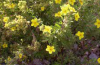 Shrubby cinquefoil