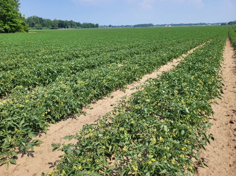 A large field with growing tomatoes.